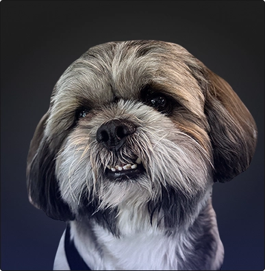 Oreo — Chief Happiness Officer at E2M Solutions professional portrait